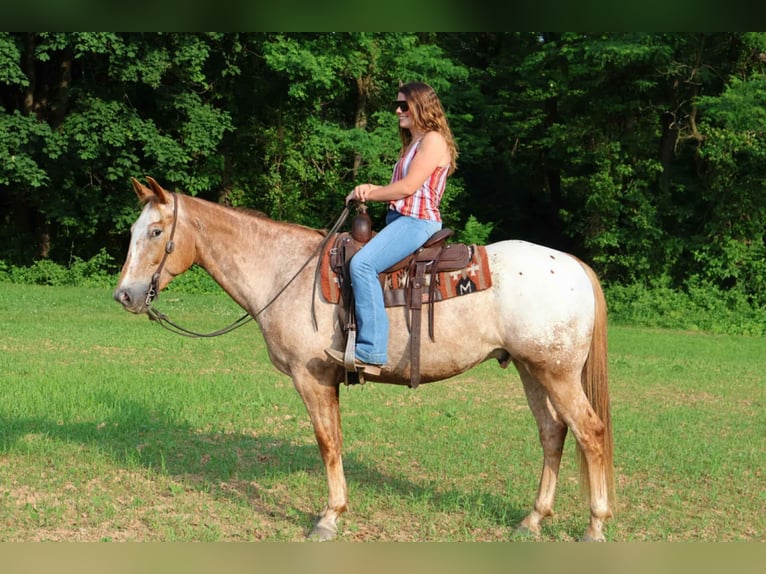 Appaloosa Caballo castrado 7 años 157 cm Alazán rojizo in Littlestown