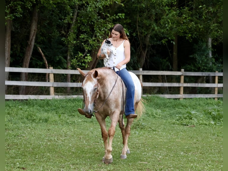 Appaloosa Caballo castrado 7 años 157 cm Alazán rojizo in Littlestown