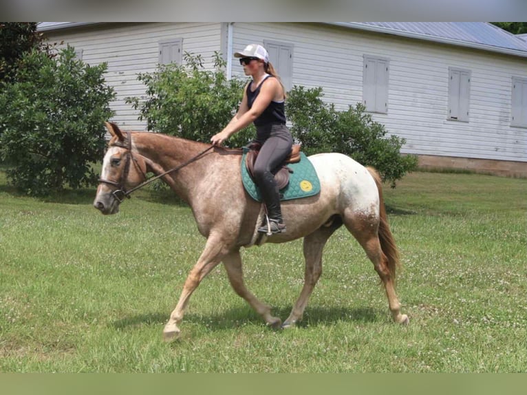 Appaloosa Caballo castrado 7 años 157 cm Alazán rojizo in Littlestown