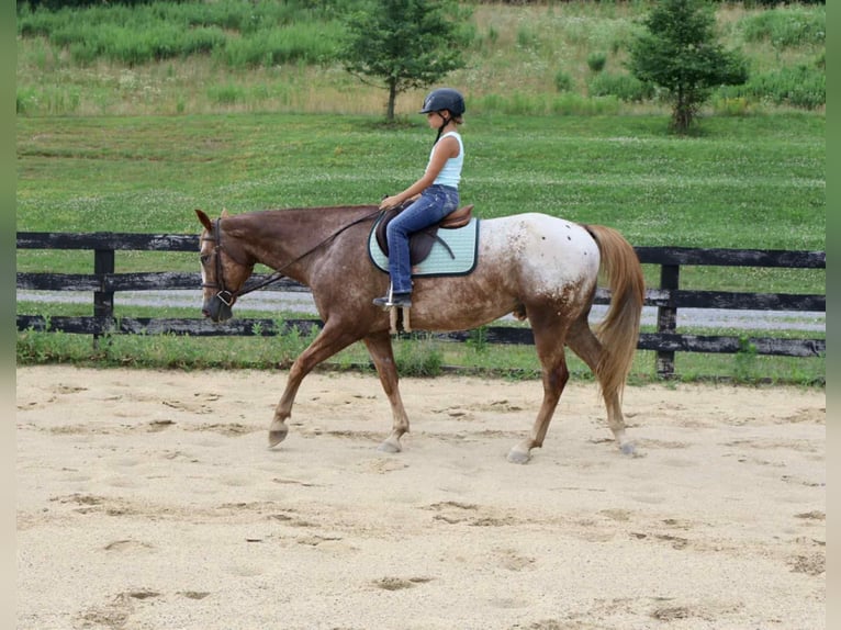 Appaloosa Caballo castrado 7 años 157 cm Alazán rojizo in Littlestown