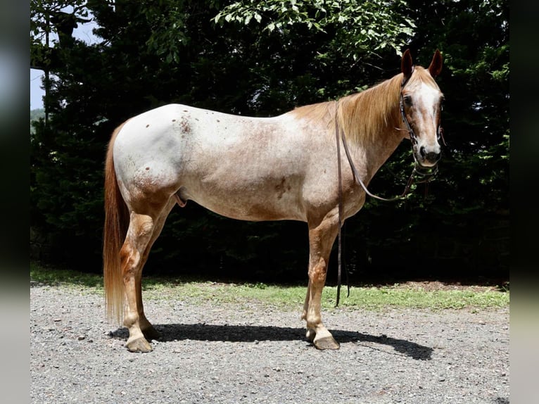 Appaloosa Caballo castrado 7 años 157 cm Alazán rojizo in Littlestown