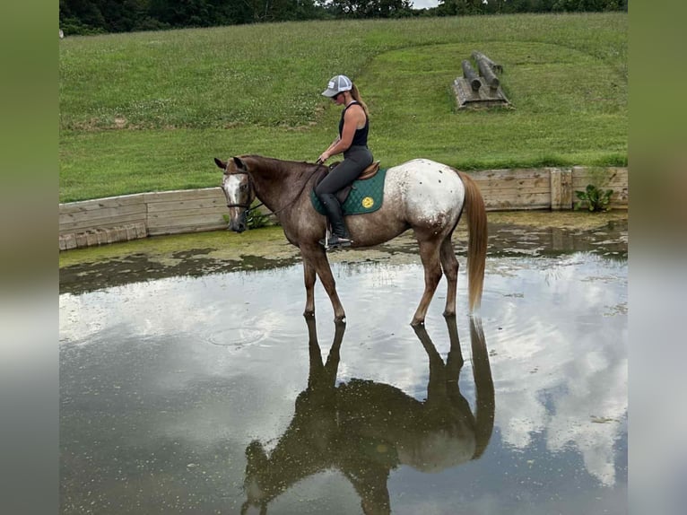 Appaloosa Caballo castrado 7 años 157 cm Alazán rojizo in Littlestown