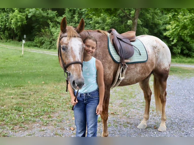 Appaloosa Caballo castrado 7 años 157 cm Alazán rojizo in Littlestown