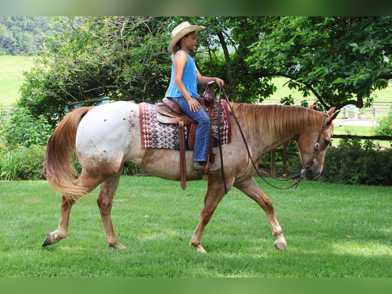 Appaloosa Caballo castrado 7 años 157 cm Alazán rojizo in Littlestown