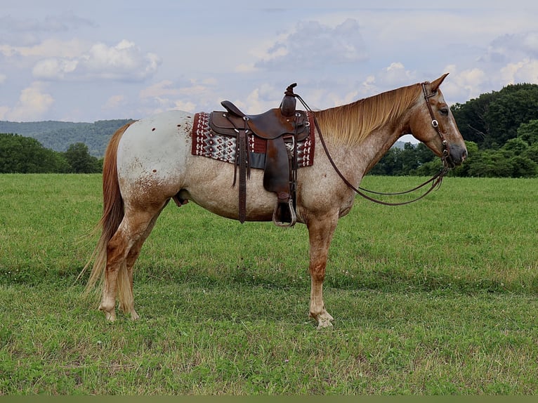 Appaloosa Caballo castrado 7 años 157 cm Alazán rojizo in Littlestown