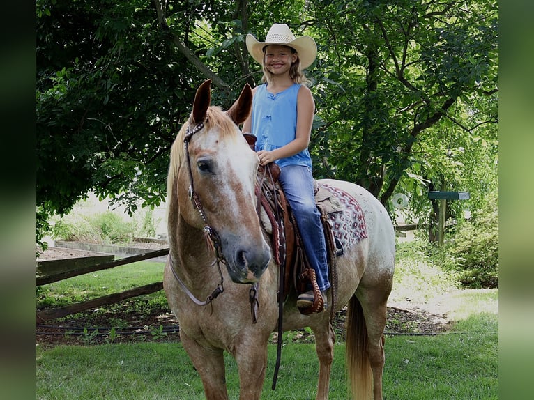 Appaloosa Caballo castrado 7 años 157 cm Alazán rojizo in Littlestown