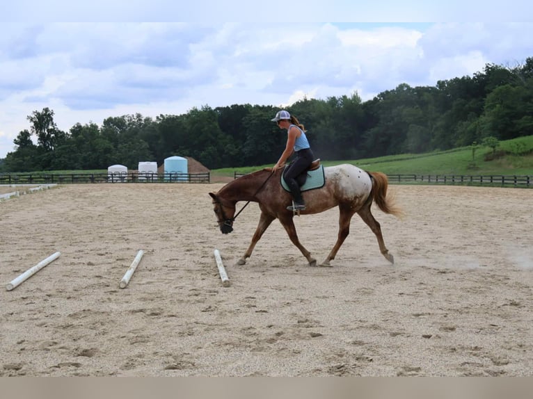 Appaloosa Caballo castrado 7 años 157 cm Alazán rojizo in Littlestown