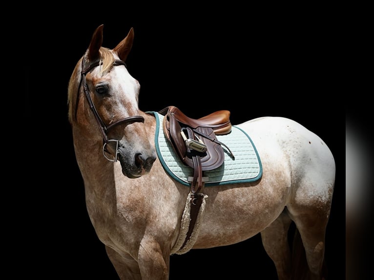 Appaloosa Caballo castrado 7 años 157 cm Alazán rojizo in Littlestown