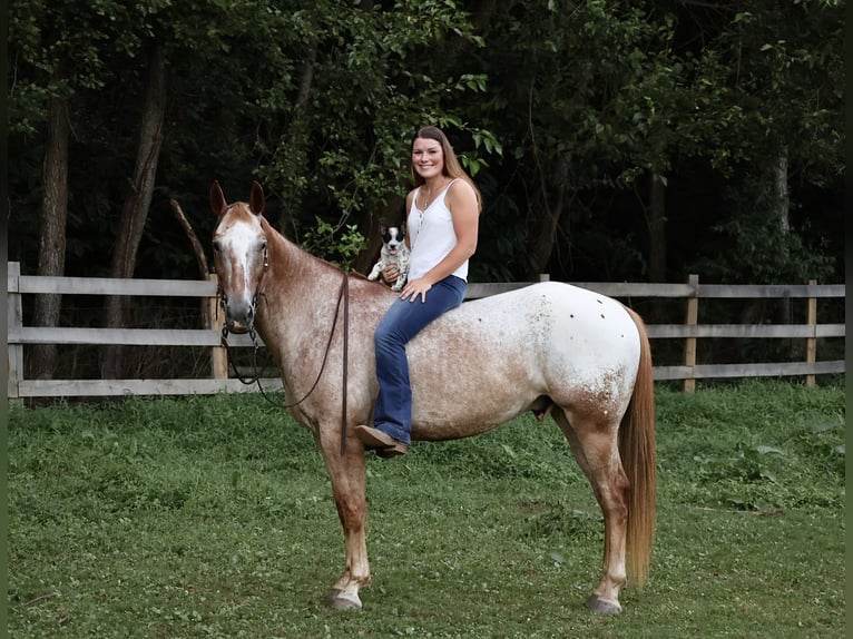 Appaloosa Caballo castrado 7 años 157 cm Alazán rojizo in Littlestown