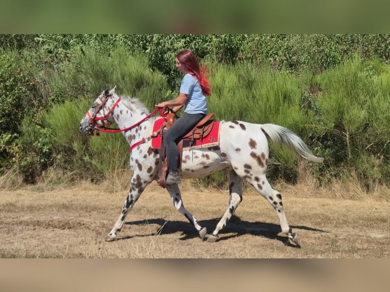 Appaloosa Mestizo Caballo castrado 7 años 157 cm Atigrado/Moteado in Linkenbach