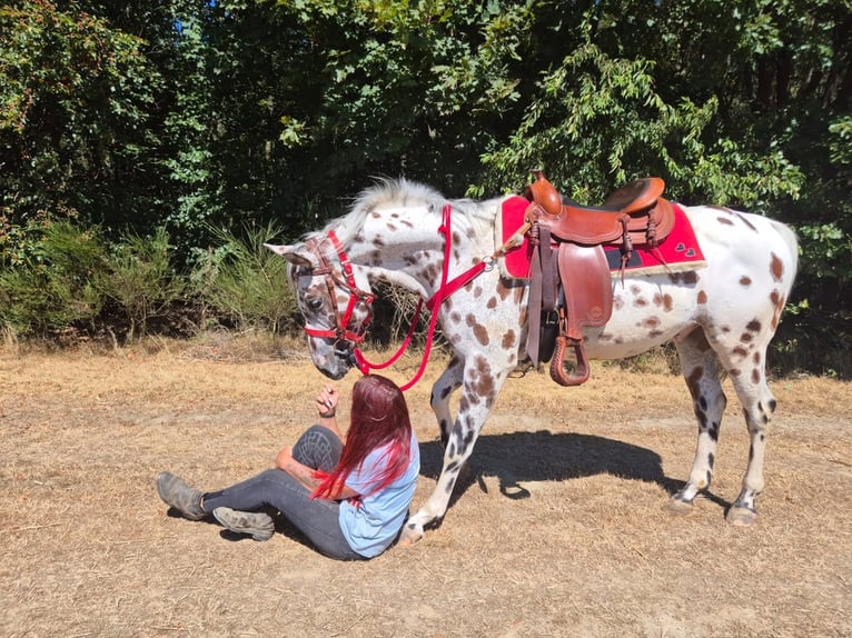 Appaloosa Mestizo Caballo castrado 7 años 157 cm Atigrado/Moteado in Linkenbach
