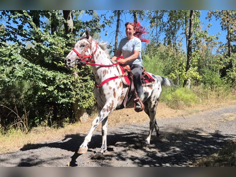 Appaloosa Mestizo Caballo castrado 7 años 157 cm Atigrado/Moteado in Linkenbach
