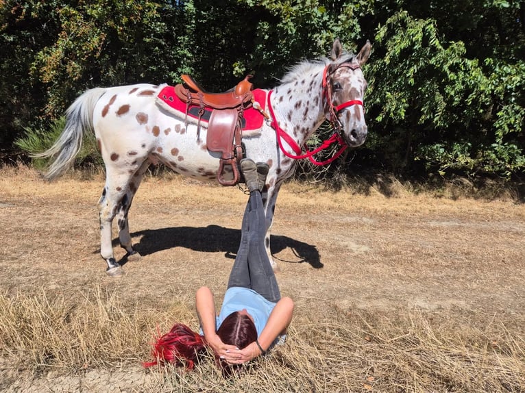 Appaloosa Mestizo Caballo castrado 7 años 157 cm Atigrado/Moteado in Linkenbach