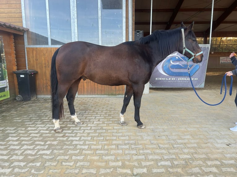 Appaloosa Caballo castrado 7 años 158 cm Castaño oscuro in Lappersdorf
