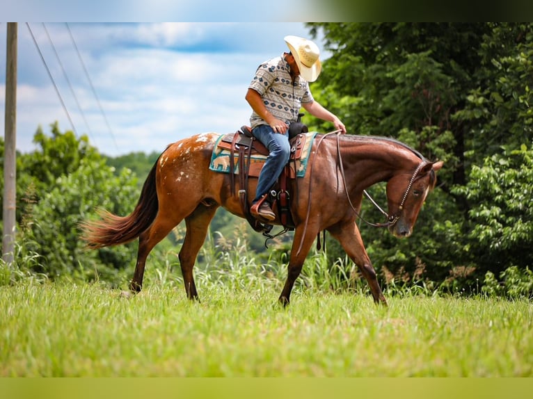 Appaloosa Caballo castrado 7 años 160 cm in Santa Fe, TN