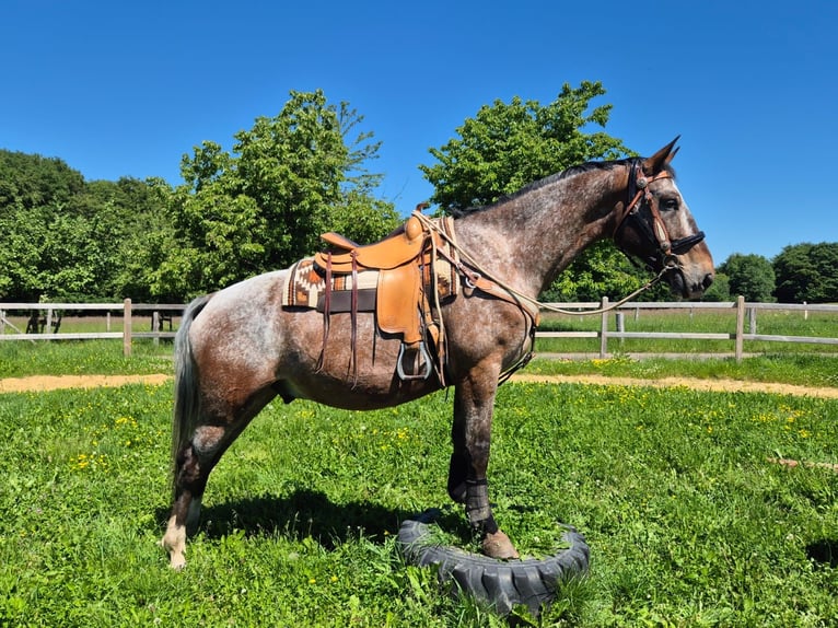 Appaloosa Caballo castrado 7 años 163 cm Atigrado/Moteado in Linkenbach