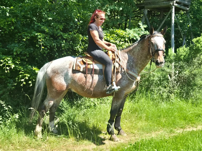 Appaloosa Caballo castrado 7 años 163 cm Atigrado/Moteado in Linkenbach
