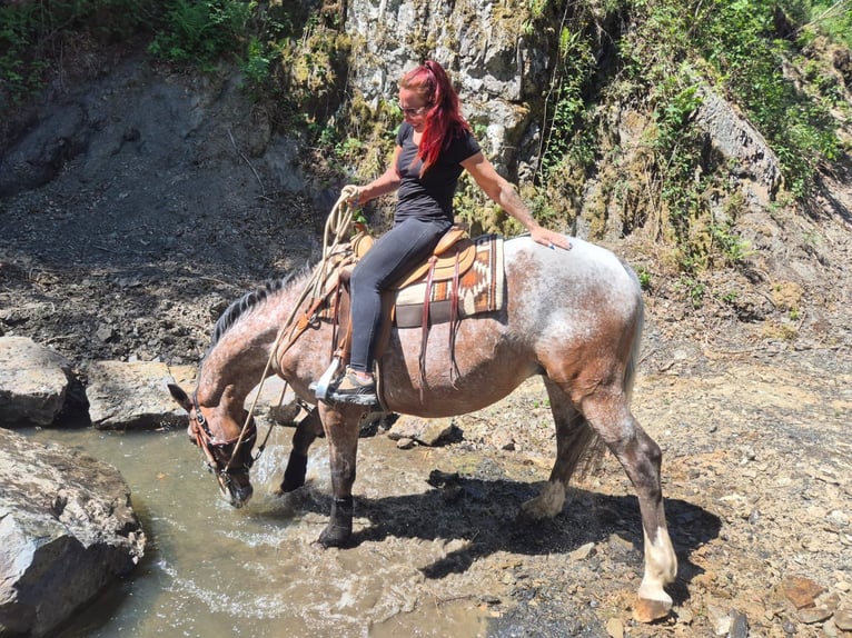 Appaloosa Caballo castrado 7 años 163 cm Atigrado/Moteado in Linkenbach