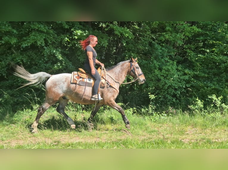 Appaloosa Caballo castrado 7 años 163 cm Atigrado/Moteado in Linkenbach