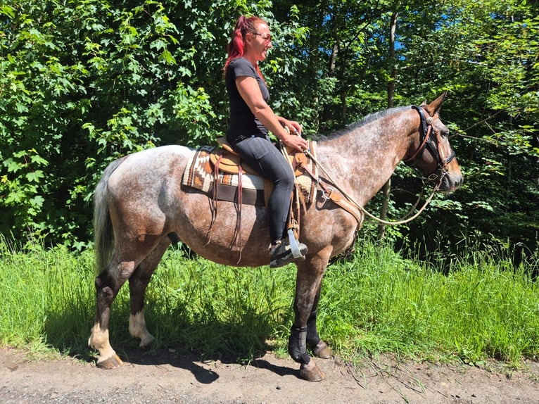 Appaloosa Caballo castrado 7 años 163 cm Atigrado/Moteado in Linkenbach