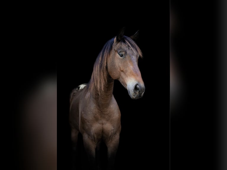 Appaloosa Caballo castrado 7 años 163 cm Buckskin/Bayo in OVIEDO, FL