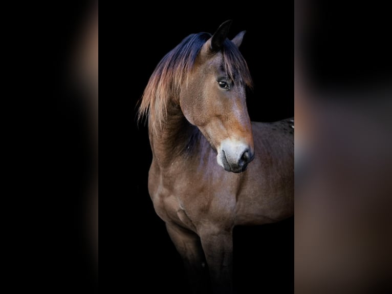 Appaloosa Caballo castrado 7 años 163 cm Buckskin/Bayo in OVIEDO, FL