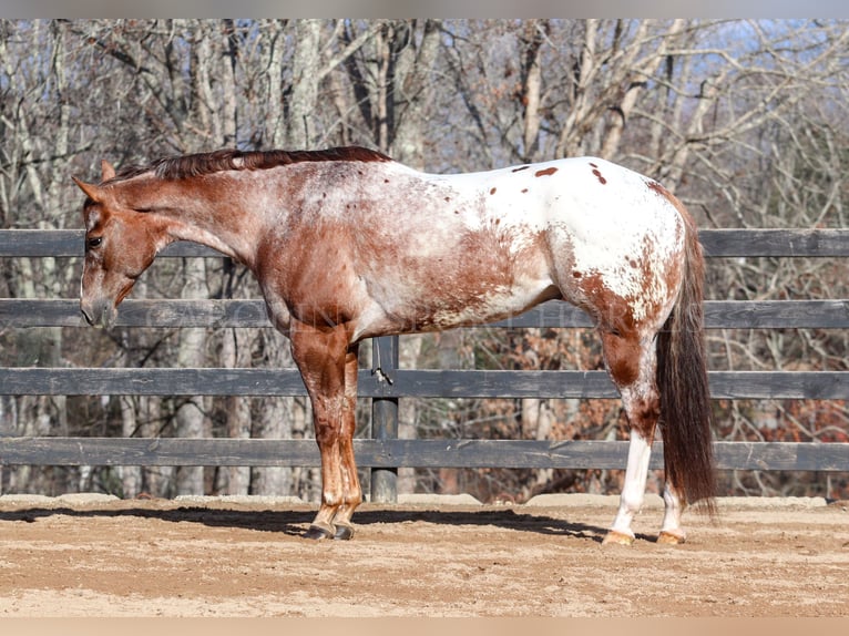 Appaloosa Caballo castrado 7 años 165 cm in Clover, SC