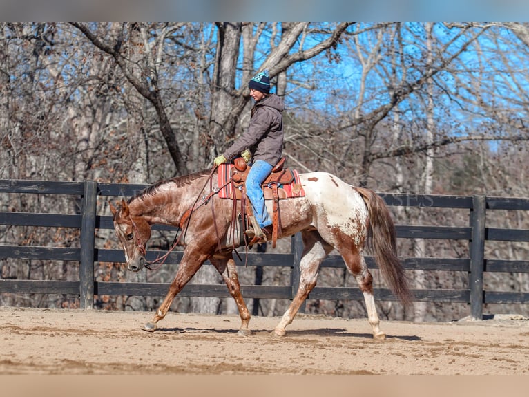 Appaloosa Caballo castrado 7 años 165 cm in Clover, SC