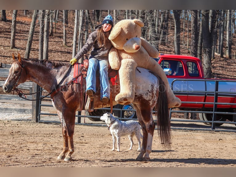 Appaloosa Caballo castrado 7 años 165 cm in Clover, SC