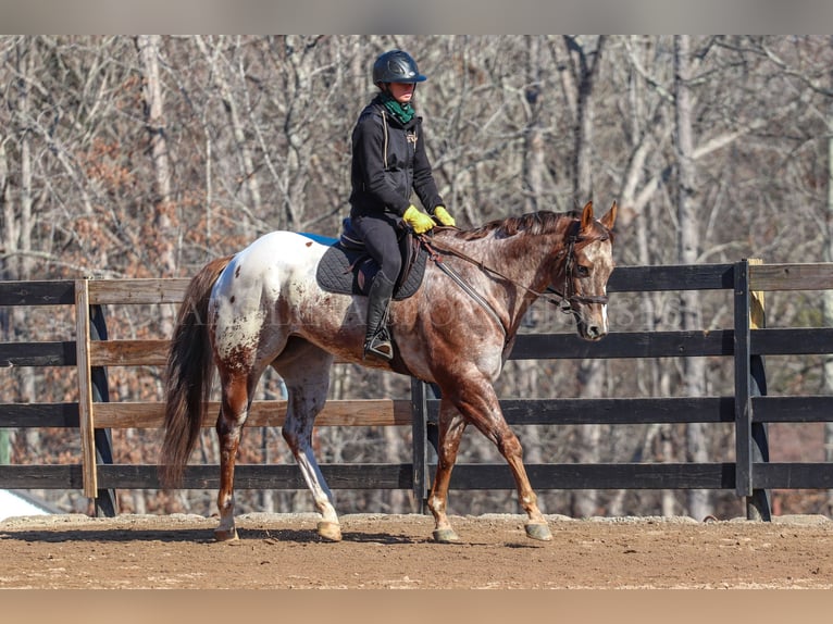 Appaloosa Caballo castrado 7 años 165 cm in Clover, SC