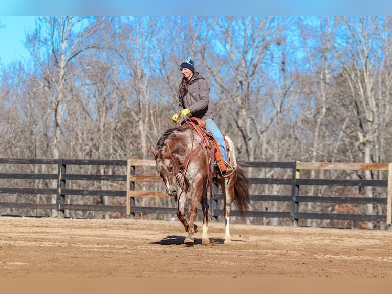 Appaloosa Caballo castrado 7 años 165 cm in Clover, SC