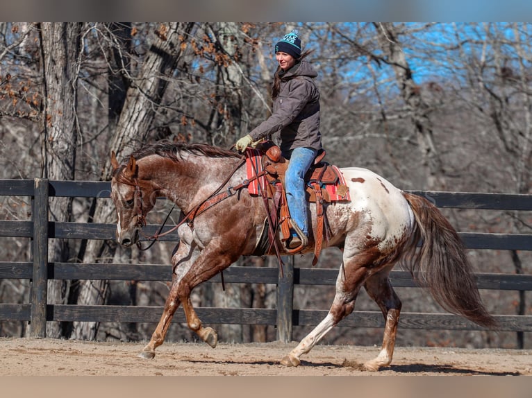 Appaloosa Caballo castrado 7 años 165 cm in Clover, SC