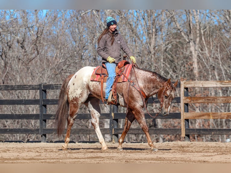 Appaloosa Caballo castrado 7 años 165 cm in Clover, SC