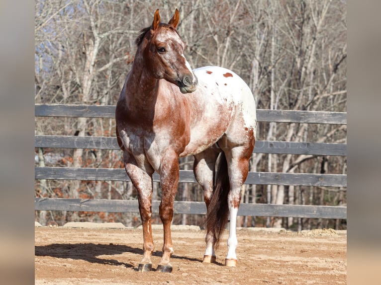 Appaloosa Caballo castrado 7 años 165 cm in Clover, SC