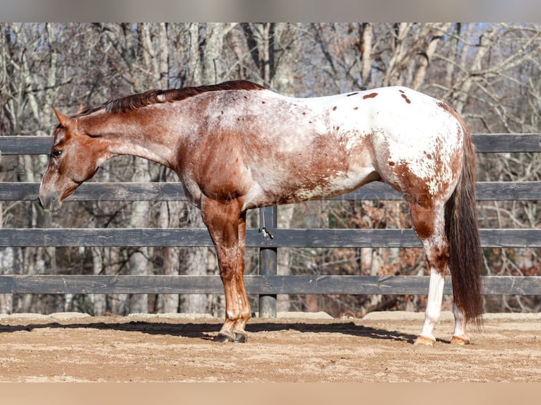 Appaloosa Caballo castrado 7 años 165 cm in Clover, SC