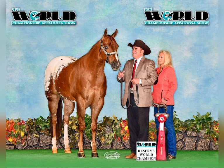 Appaloosa Caballo castrado 7 años 165 cm in Clover, SC