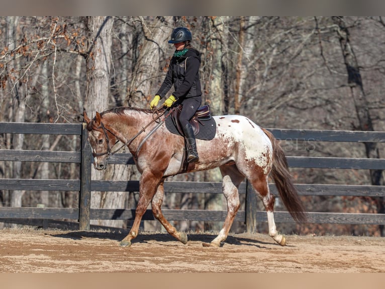 Appaloosa Caballo castrado 7 años 165 cm in Clover, SC