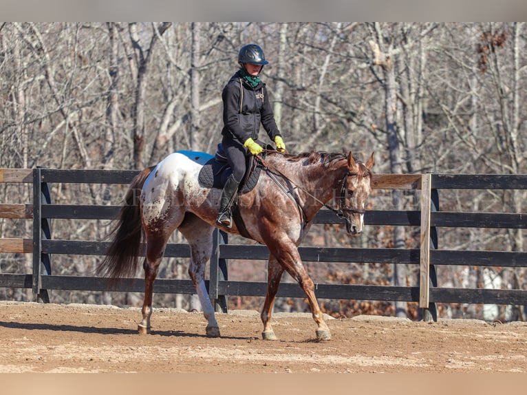 Appaloosa Caballo castrado 7 años 165 cm in Clover, SC