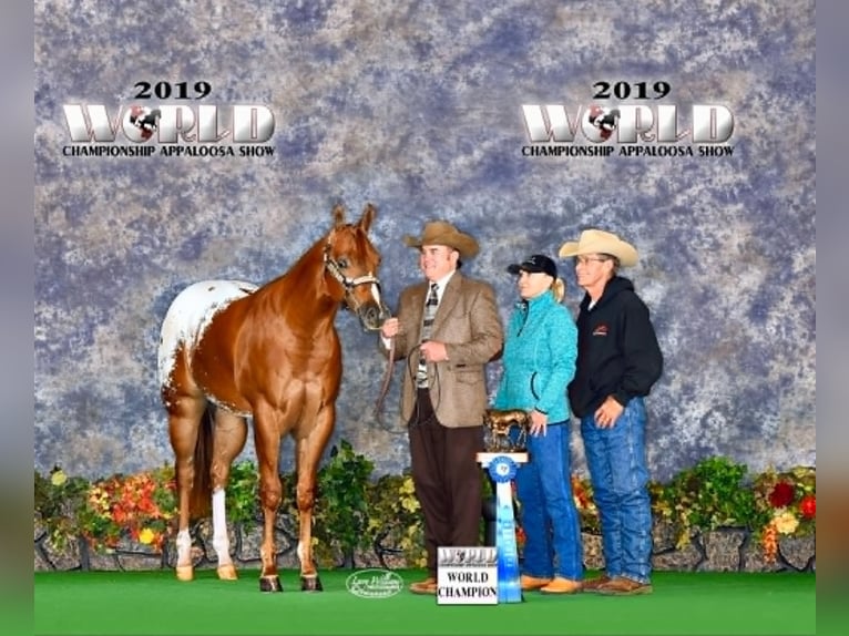 Appaloosa Caballo castrado 7 años 165 cm in Clover, SC