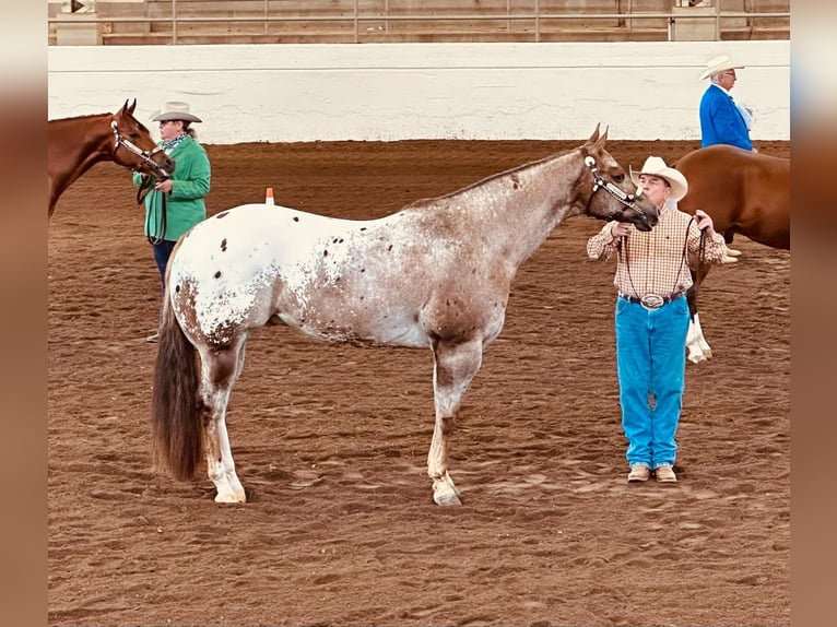 Appaloosa Caballo castrado 7 años 165 cm in Clover, SC