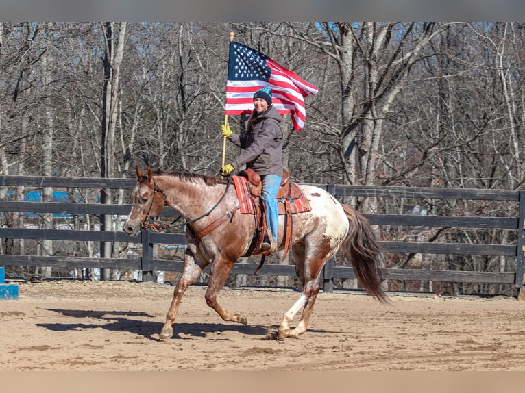 Appaloosa Caballo castrado 7 años 165 cm in Clover, SC