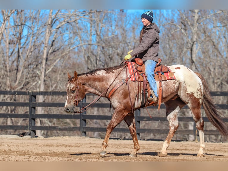 Appaloosa Caballo castrado 7 años 165 cm in Clover, SC