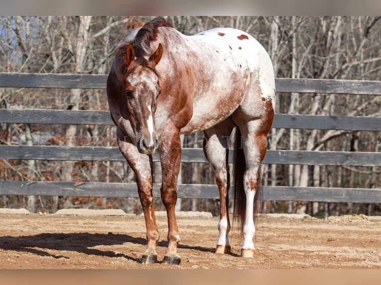 Appaloosa Caballo castrado 7 años 165 cm in Clover, SC