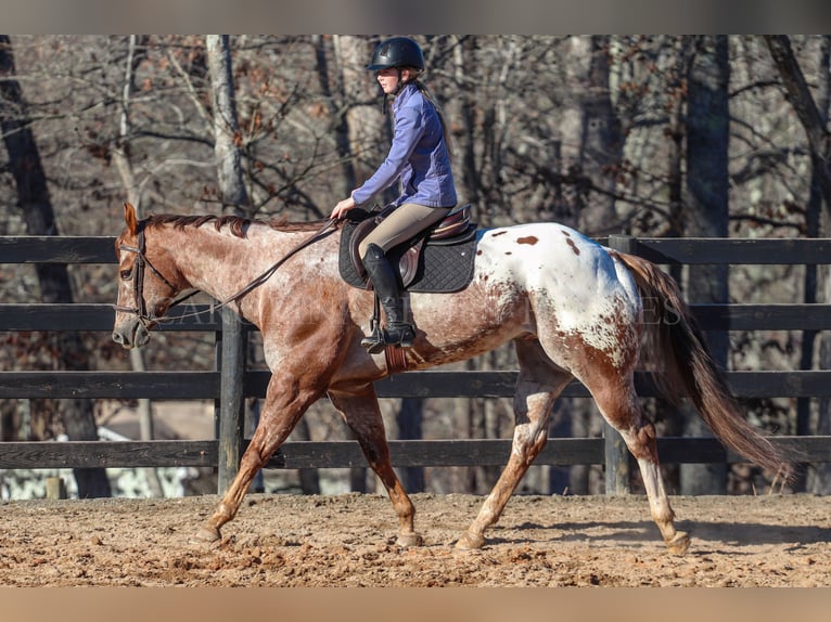 Appaloosa Caballo castrado 7 años 165 cm in Clover, SC