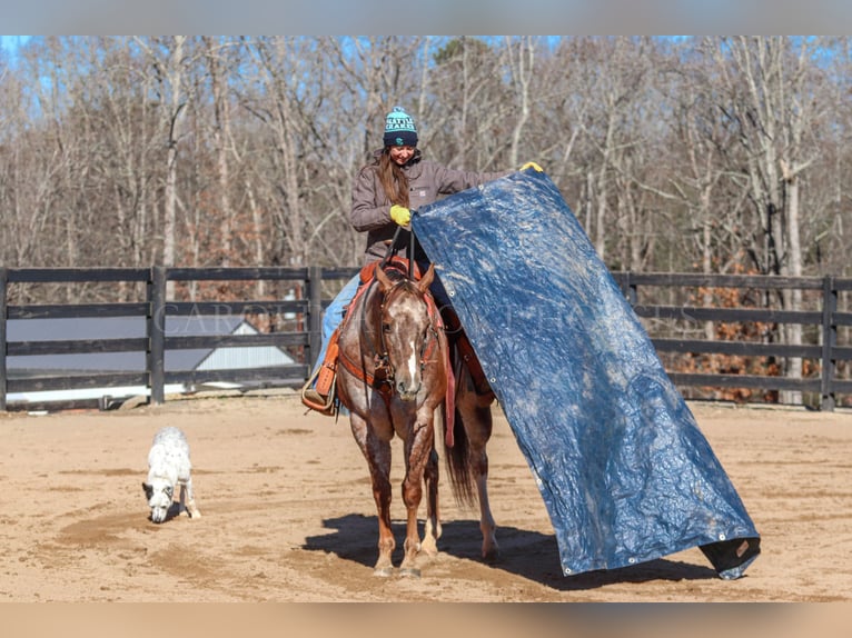 Appaloosa Caballo castrado 7 años 165 cm in Clover, SC