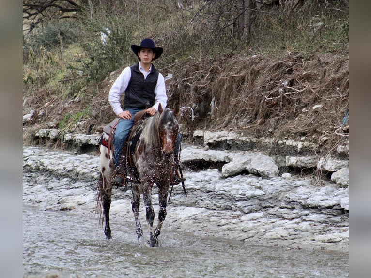 Appaloosa Caballo castrado 7 años Alazán-tostado in Fort Worth TX