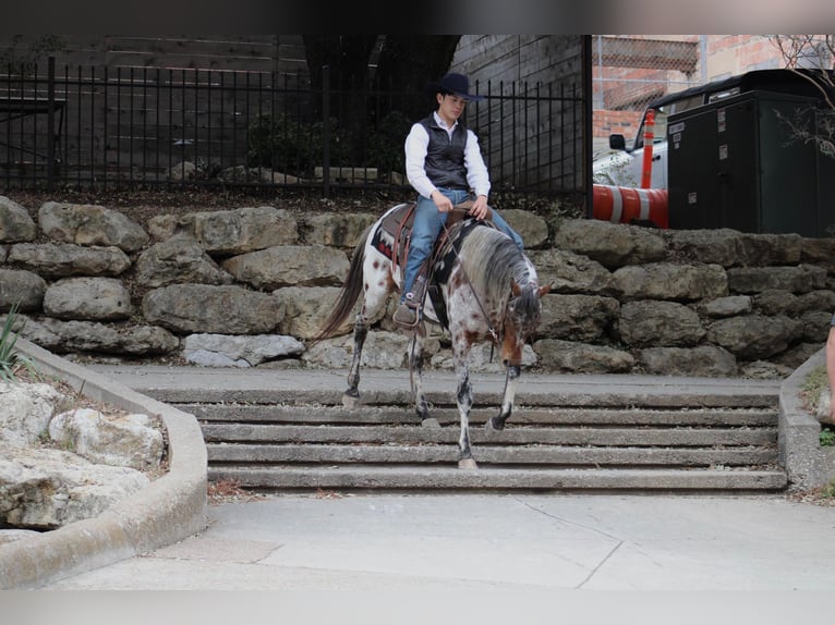 Appaloosa Caballo castrado 7 años Alazán-tostado in Fort Worth TX