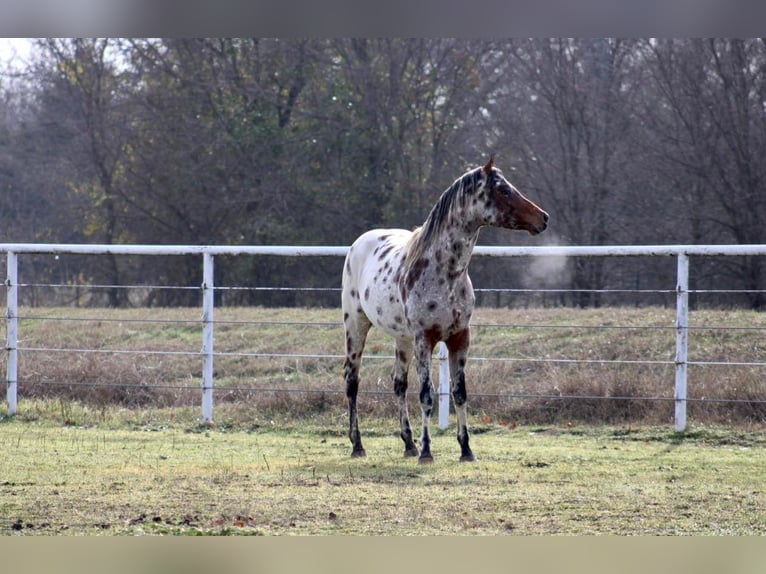 Appaloosa Caballo castrado 7 años Alazán-tostado in Fort Worth TX