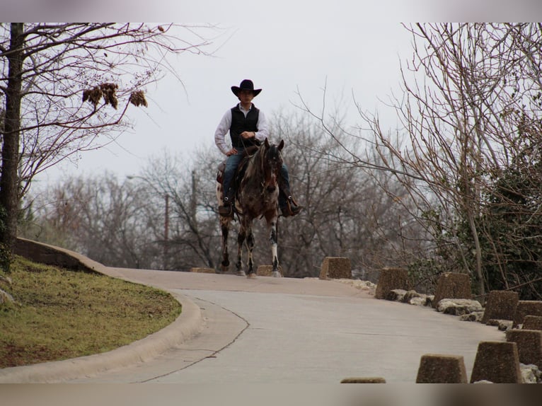 Appaloosa Caballo castrado 7 años Alazán-tostado in Fort Worth TX