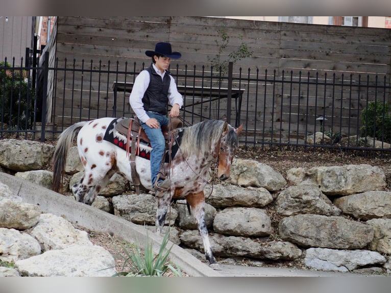 Appaloosa Caballo castrado 7 años Alazán-tostado in Fort Worth TX